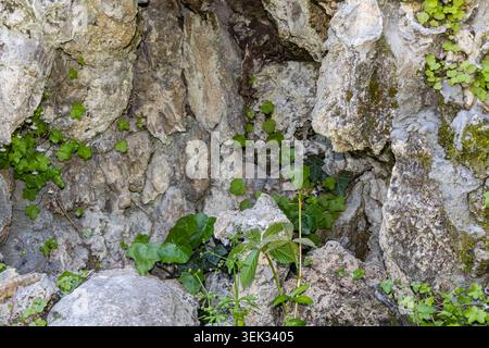 Natural rocky surface with small green plants and ivy growing between rugged limestone formations in soft daylight. Stock Photo
