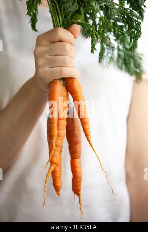 Female hands holding a bunch of raw freshly harvested carrots with green tops. Healthy eating, vegan diet, and organic agriculture concept. Minimalist Stock Photo