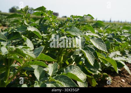 Green potato plants grow in neat rows on a farm. The sun shines bright above, providing good conditions for the plants. Leaves are healthy and thrivin Stock Photo