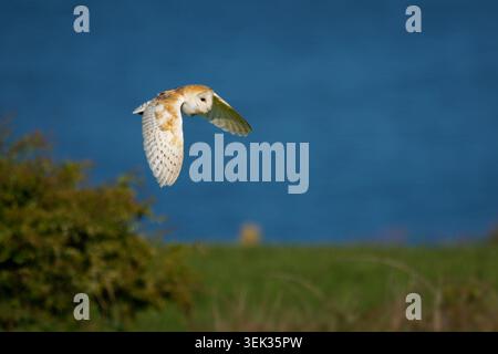 Western Barn Owl Tyto alba in flight over seaside meadow, wings spread wide, white heart-shaped face, golden-buff plumage, hunting low above colorful Stock Photo