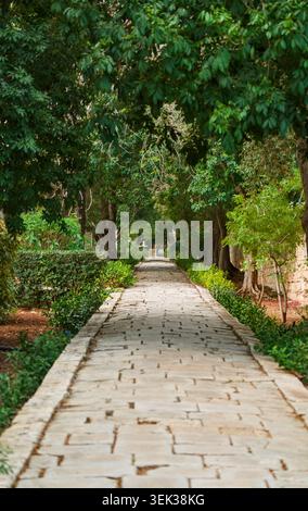 Tree-lined stone pathway in San Anton Gardens, Malta Stock Photo