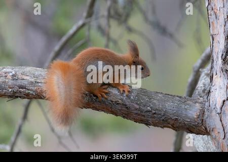 Red Squirrel in a pine forest in Finland, feeding in natural boreal woodland habitat. Stock Photo
