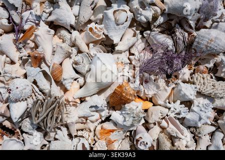 Close up view of seashells and corals found in florida Stock Photo