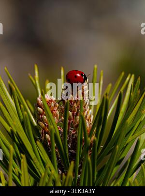 Close up view on ladybug or ladybird on the top of young pine cone among needles with dark background Stock Photo