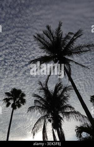 Silhouettes of tall palm trees (Arecaceae) dominate the foreground against a sky filled with altocumulus clouds, creating a textured backdrop. Stock Photo