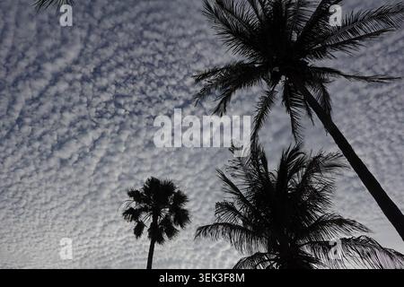 Silhouettes of tall palm trees (Arecaceae) dominate the foreground against a sky filled with altocumulus clouds, creating a textured backdrop. Stock Photo