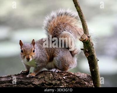 Eastern grey squirrel sciurus carolinensis, Barnwell, Northamptonshire, UK Stock Photo