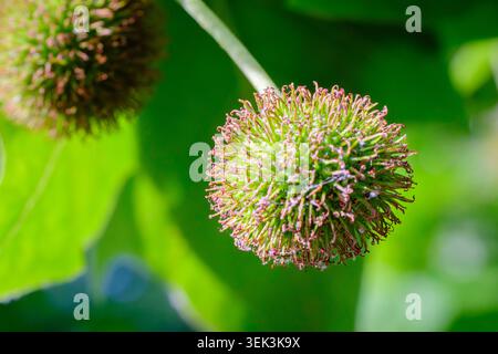 Close-up of fruit of London Plane tree (Platanus x hispanica) in spring, London, UK Stock Photo