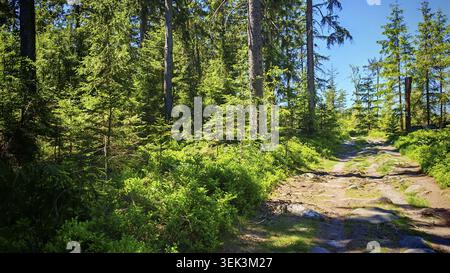 Sun-drenched forest trail in spring flanked by tall trees and thick vegetation, hiking in the Steinwald nature park Park, Fichtelgebirge, Upper Palati Stock Photo