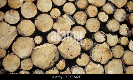 Close-up of sawn tree trunks on a pile, which reveal the texture and grain of the logs, hiking in the Steinwald nature park Park, Fichtelgebirge, Uppe Stock Photo