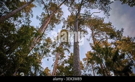 View from below, pine trees (pinus) in the forest at sunset with warm light on the trees, hiking in spring, nature reserve Waldnaabtal, Upper Palatina Stock Photo