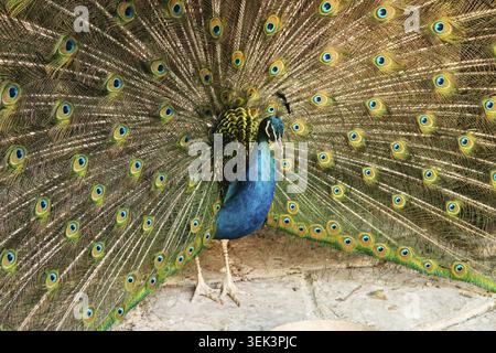 Majestic peacock of intense blue color spreading its tail feathers, displaying its colorful plumage at the Bachkovo Monastery, close to Plovdiv, Bulga Stock Photo