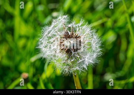 Close up of a Dandelion clock . Quebec,Canada Stock Photo