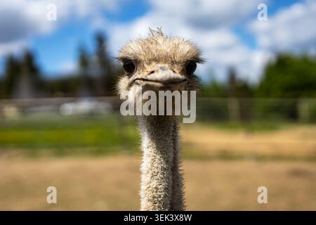 Curious ostrich close-up portrait outdoors. Close-up portrait of a curious ostrich looking at the camera on a sunny farm with soft blurred background. Stock Photo