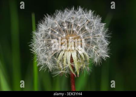 Close up of a Dandelion clock . Quebec,Canada. Stock Photo