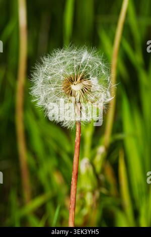 A  Dandelion clock . Quebec,Canada. Stock Photo