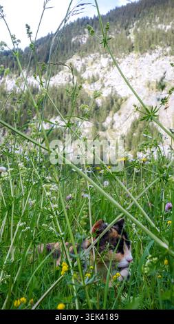 Calico cat hiding in tall grass of mountain meadow Stock Photo