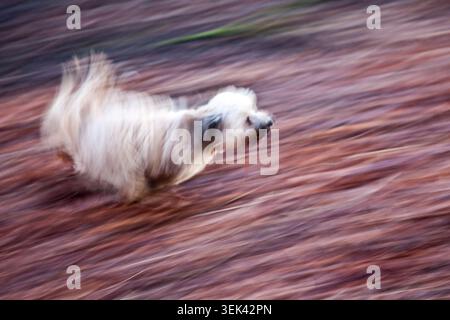 Yorkshire Terrier racing through autumn leaves, a whirlwind of energy and motion captured in a fleeting blur of speed and freedom. Stock Photo