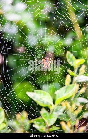 Dew-kissed European Garden Spider poised at the hub of its intricate orb web, a delicate masterpiece woven among morning greenery. Stock Photo