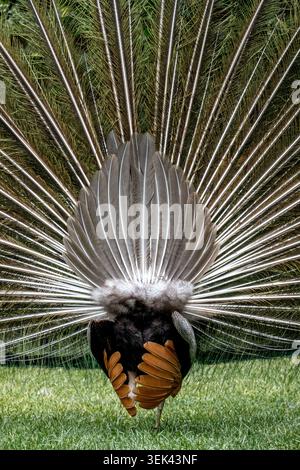Peacock showing fanned tail feathers from behind Stock Photo