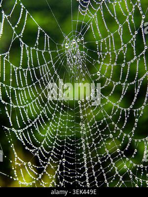 Dew-kissed spider’s web sparkling with morning droplets, each strand transformed into a delicate chain of tiny crystal beads. Stock Photo