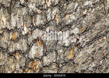 Intricate pine bark textures form a striking natural pattern, revealing the rugged beauty and organic artistry of the woodland Stock Photo