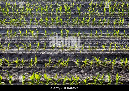 Young corn plants growing in dry cultivated soil near Mont Saint-Michel, Normandy, France. Stock Photo