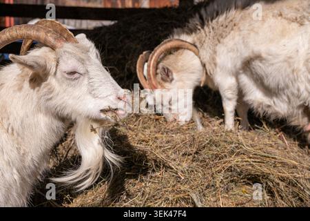 Two horned goats eating dry hay on farm. Livestock feeding in barn. Rural homestead life and organic animal husbandry. Agricultural scene with goat ea Stock Photo