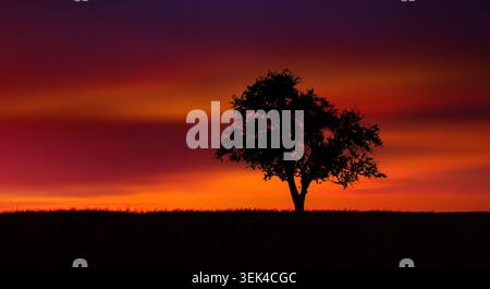 Silhouette of a beautiful lone tree over glowing orange red sky at dusk after sunset Stock Photo