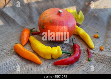 A ripe orange pumpkin surrounded by colorful chili peppers and sweet peppers on a rustic burlap background. Stock Photo