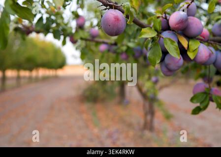 Abundant ripe purple plums clusters hanging on tree branches in an orchard during harvest season Stock Photo