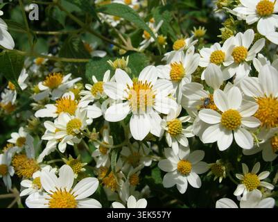 Full frame high angle view of a dense cluster of blooming white daisy flowers with a tiny dark insect crawling on a petal. Stock Photo