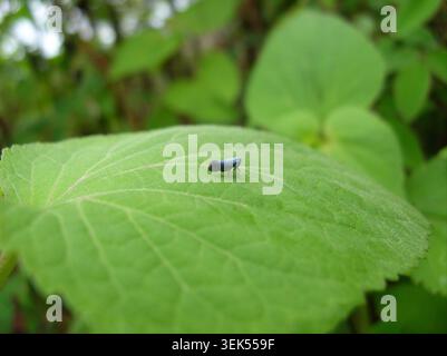 Minimal profile macro shot of a single dark blue or black planthopper bug sitting on a large ribbed green leaf structure. Stock Photo