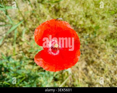 High angle view of a small hoverfly perched on a vibrant red poppy flower blooming in a field. Stock Photo