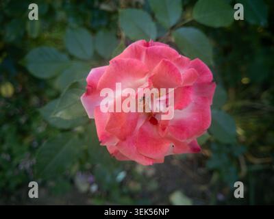 Close up view of a beautiful pink coral rose flower blooming on a bush in the garden. Stock Photo