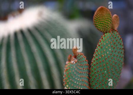Close-up macro shot of green Bunny Ear Cactus pads displaying intricate red glochids against a softly blurred background Stock Photo