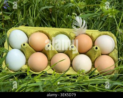 Free range eggs in grass Stock Photo