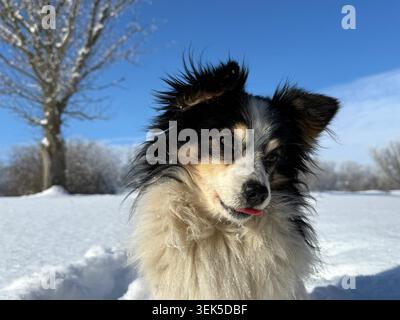 Funny dog sitting in the snow Stock Photo