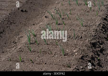 Green Onion Sprouts Emerging From Rich Soil in a Well-Tended Garden Bed Under Bright Sunlight, Showcasing the Beauty of New Growth and Nature's Cycle Stock Photo
