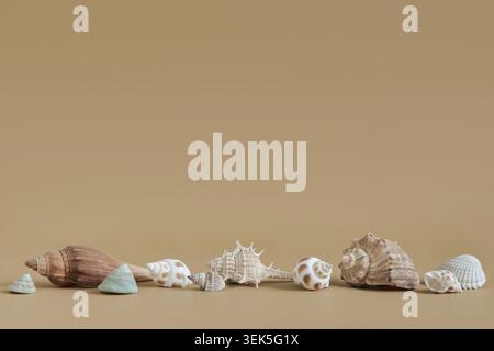 Grouping various natural seashells on neutral earth tone background Stock Photo