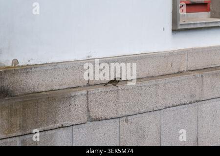 A small house sparrow rests on a pale stone wall near a building facade. The minimalist urban setting leaves wide copy space around the bird. Stock Photo