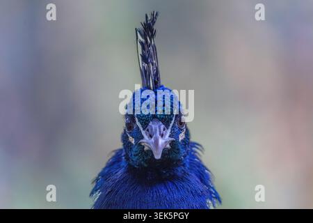 Indian peafowl (Pavo cristatus) peacock extreme close-up portrait, iridescent crest, Holland Park, London, UK Stock Photo