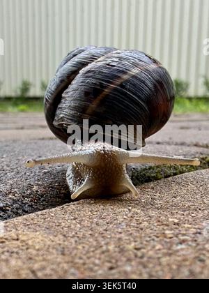 A large snail slug on the asphalt during the rain Stock Photo