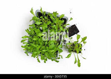Top view of small arugula seedlings growing in square soil blocks with tray of young plants Stock Photo