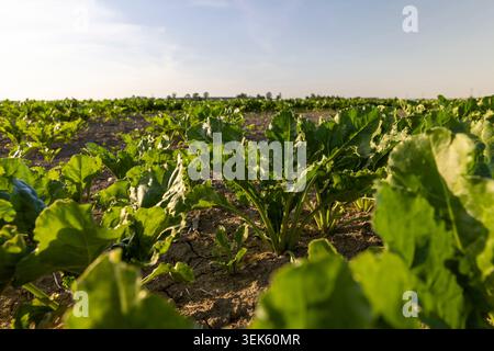 The sugar beet root crop grows in the field, a young root crop with juicy green leaves and cuttings on dry soil under a clear sky at sunset with an au Stock Photo