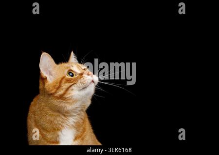 Ginger tabby cat with white chest looking sideways upward with curious expression on isolated black background in studio portrait Stock Photo