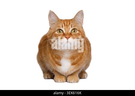 Calm ginger tabby cat with white chest sitting upright and facing camera with relaxed expression on white background Stock Photo