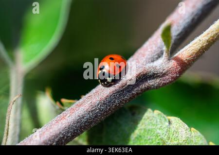 Close-up of a vibrant red ladybug with black spots resting on a fuzzy branch Stock Photo