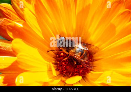 Close-up of a hoverfly collecting nectar from a vibrant orange calendula flower Stock Photo