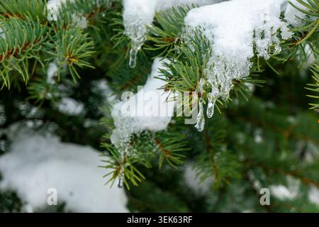 snow and frozen drops of water on the needles of spruce branches. The concept of New Year mood Stock Photo